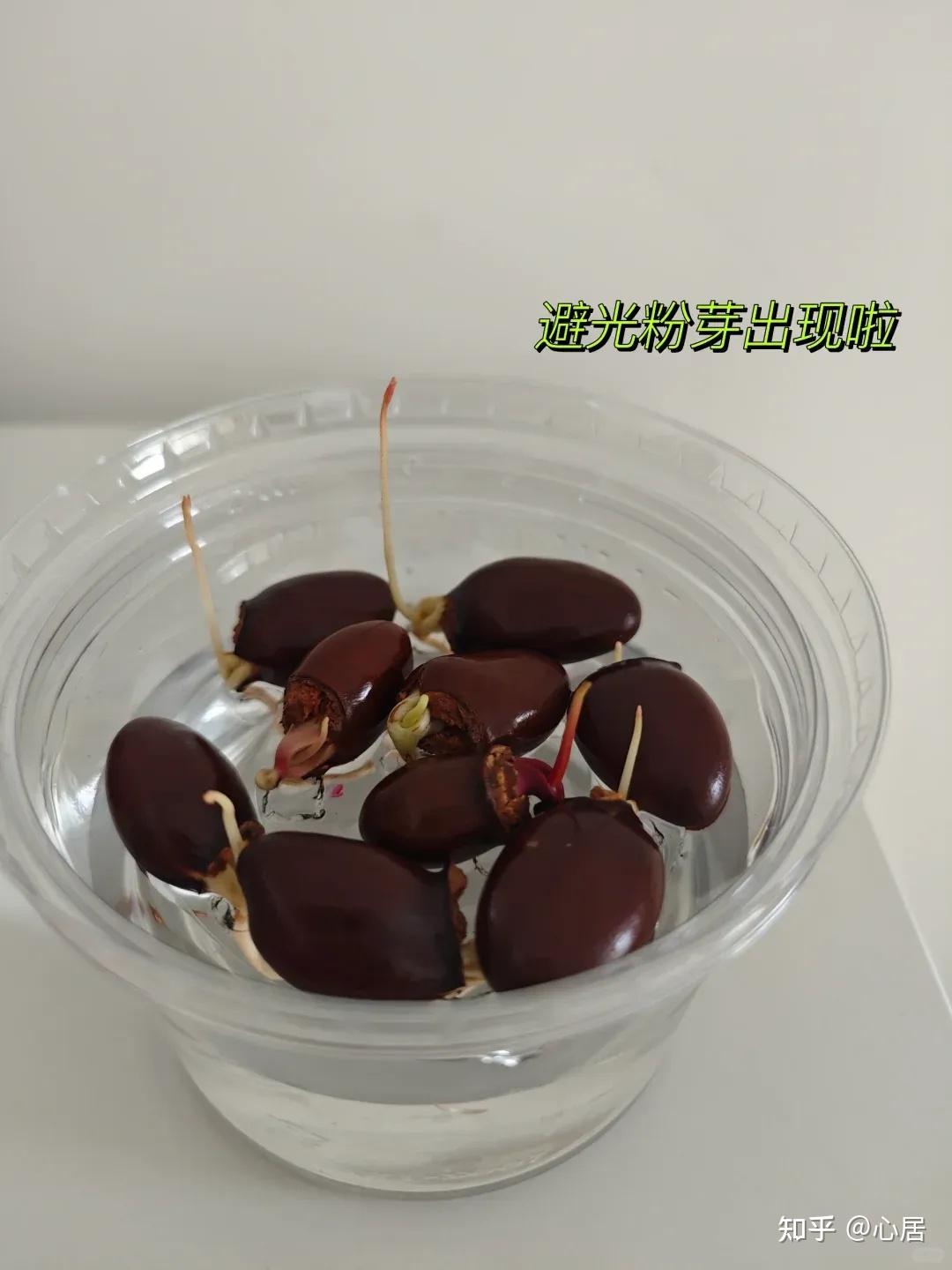 水培几颗“荔枝核”，拥有一杯“粉色系”小树林”，太仙了 - 知乎