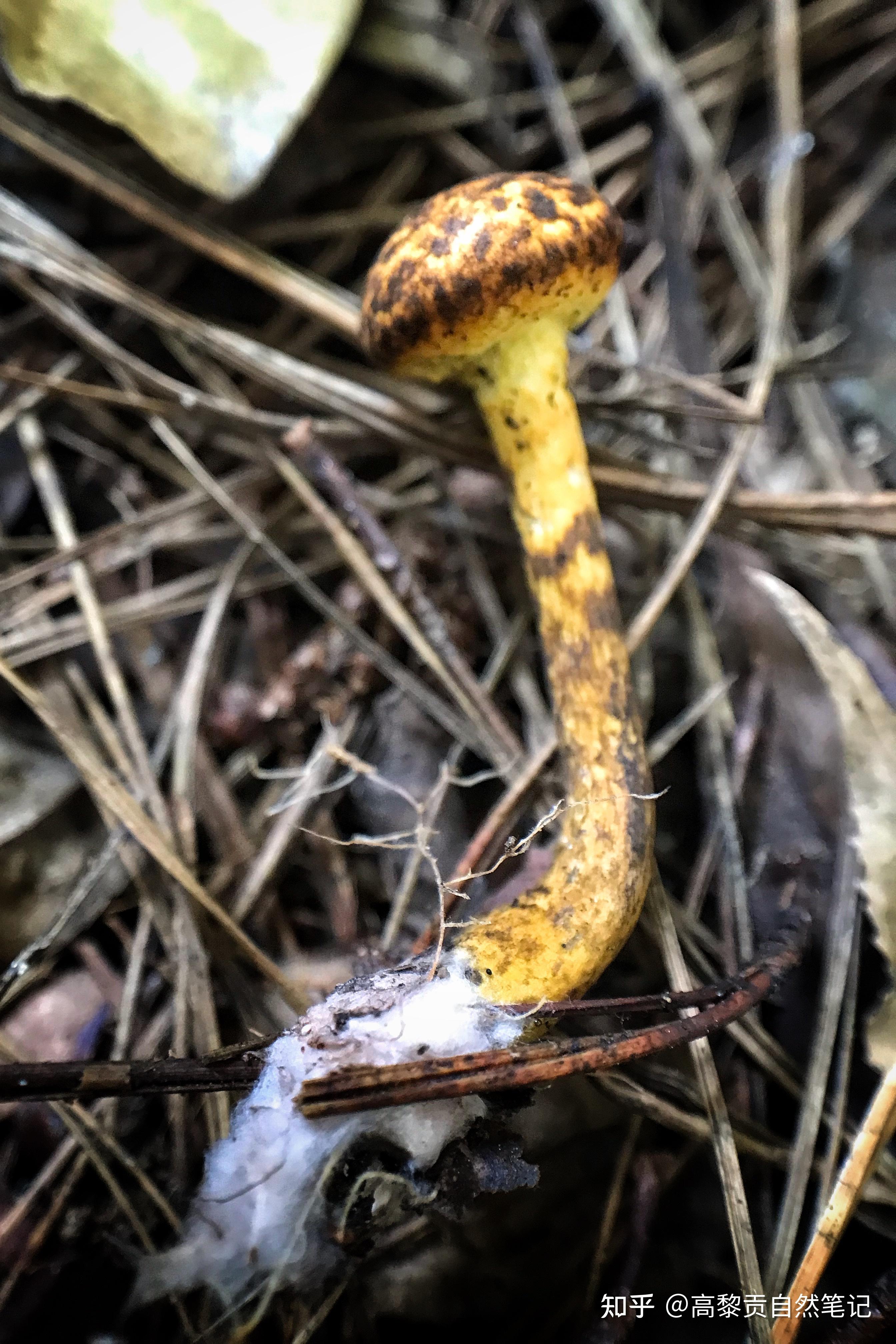 松塔牛肝菌图片