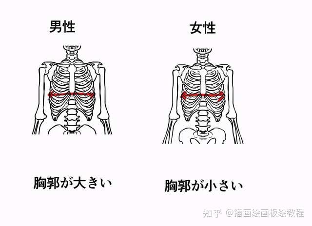 如何画男女2:胸腔