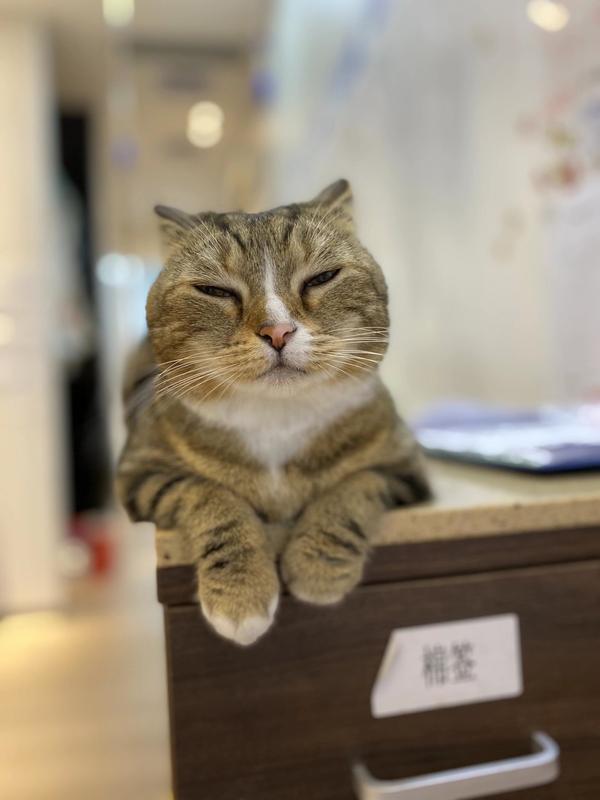猫狗疾病科普- 知乎