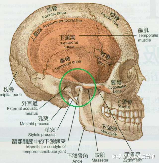 主要由颞骨和下颌骨组成,如下图所示:颞下颌关节除了能做张口,闭口的