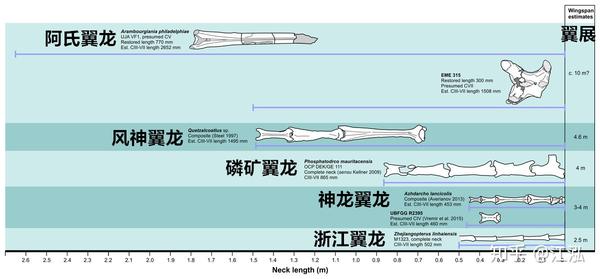 巨型翼龙站起来和长颈鹿一样高以恐龙为食