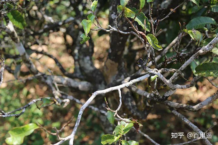 藏在犄角旮旯里的邦崴茶好喝吗?一文带你全方位读懂邦崴普洱茶