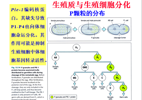 发育生物学期末复习 知乎