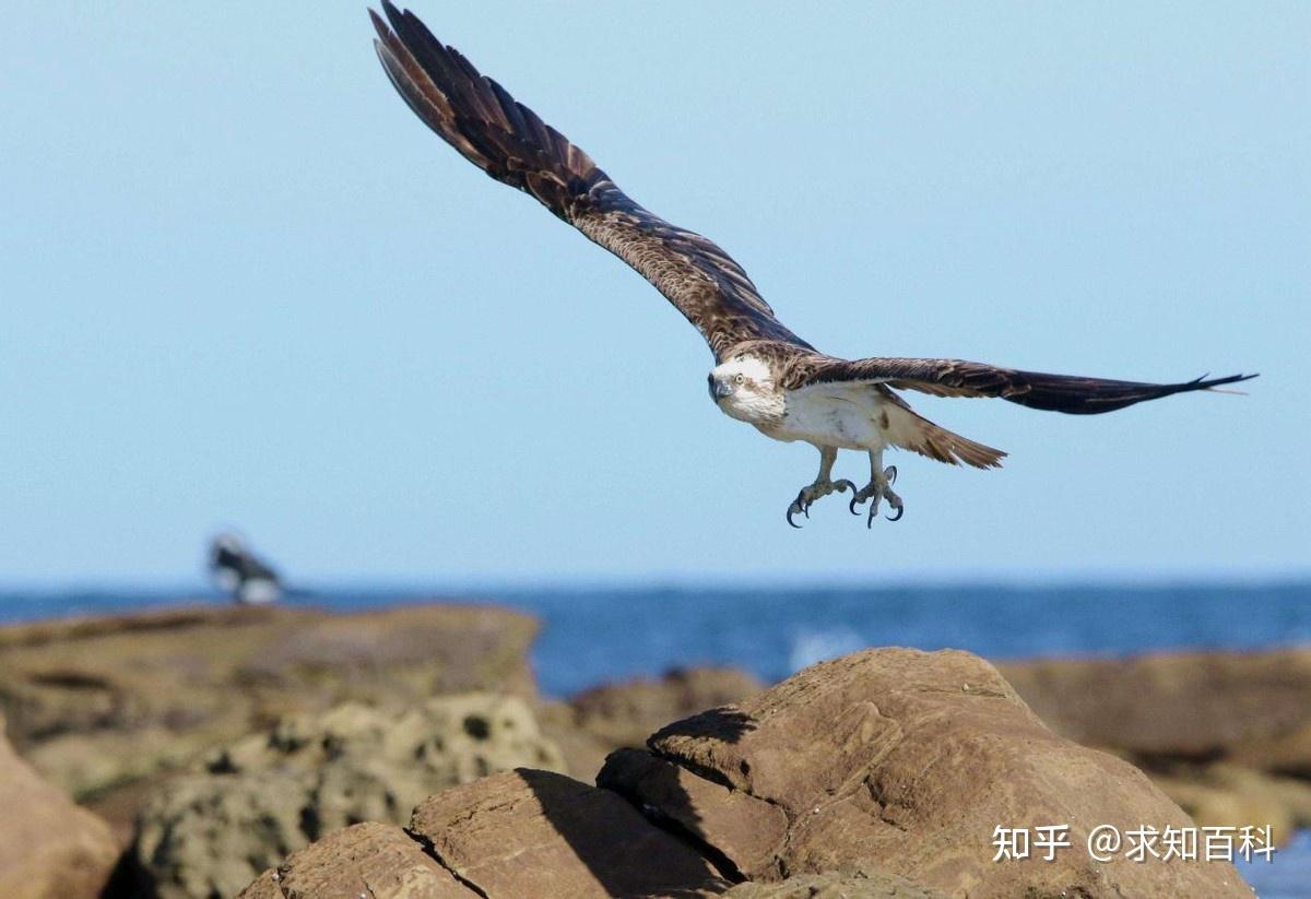 老鹰体内是否有免疫蛇毒的系统?