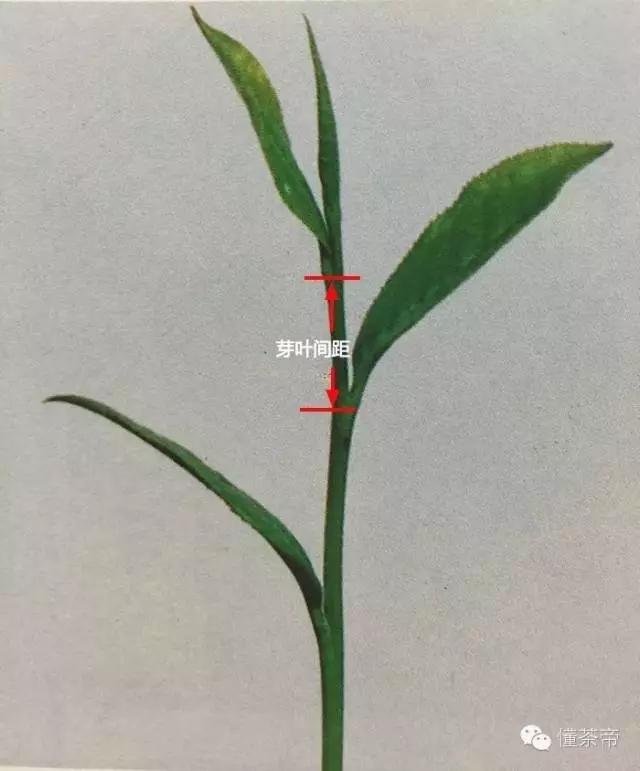 福鼎白茶政和白茶有何区别看完这些数字和图片你一定明白