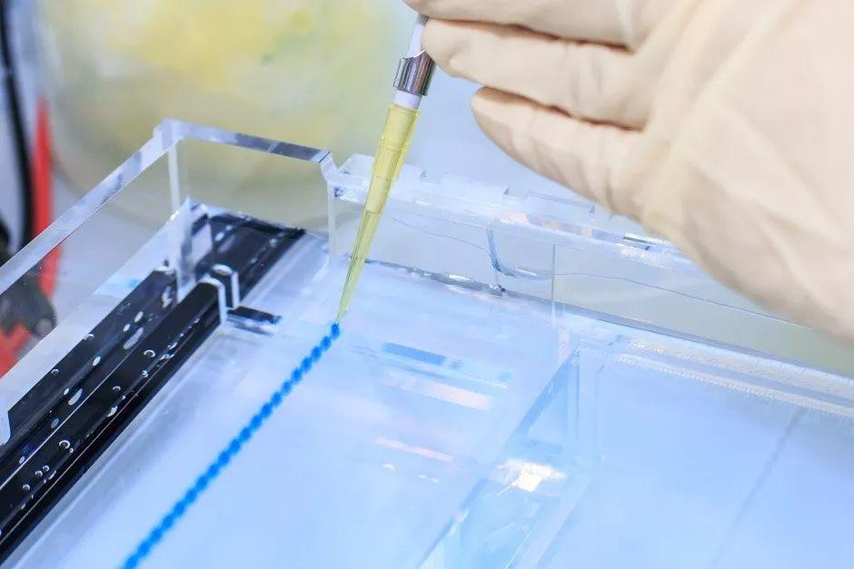 跑电泳过程中,上样的枪头是否更换呢?