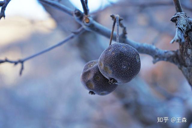 皮厚很酸的那种,经过霜打下雪气温一点点儿下降,冻起来的梨子才好吃
