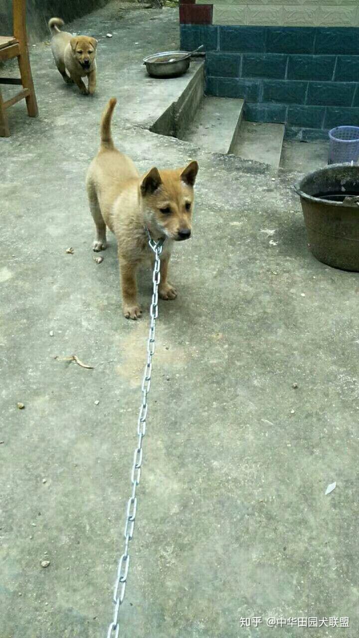 立耳猫长啥样 v2-868ce24feaa4dff84d9ec4bda2e583b6_r.jpg