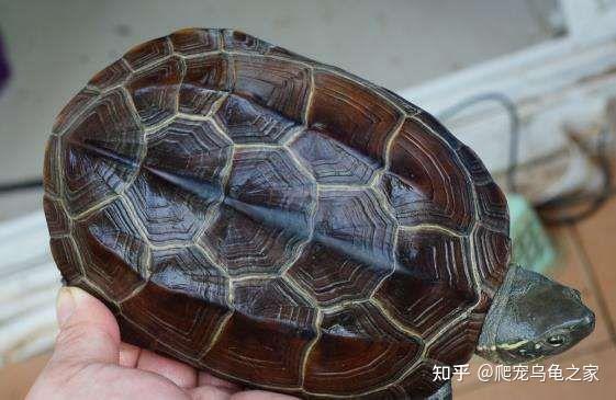 中华草龟到底是什么龟 - 知乎