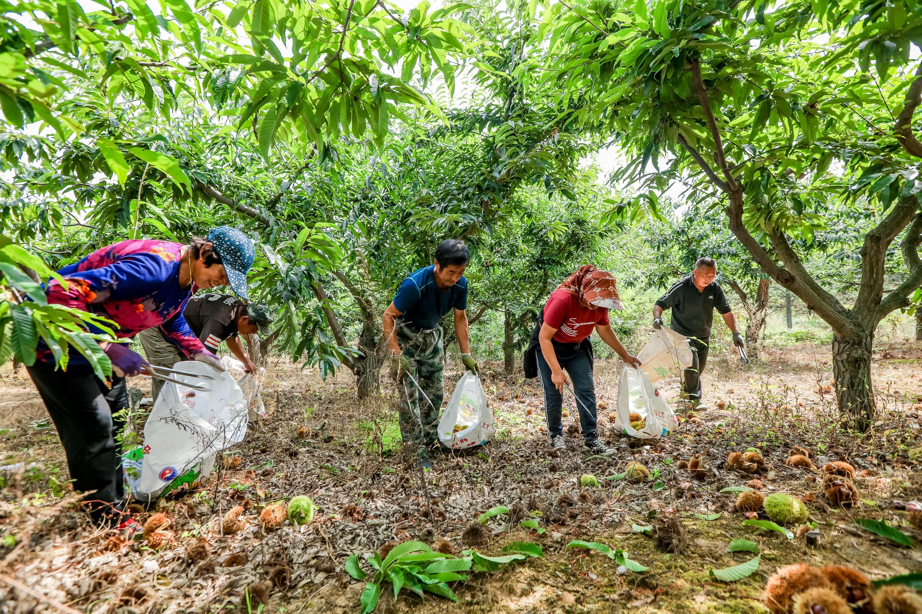 丹东板栗转型线上成国民爆款,"农民丰收节"外地客商千里追栗 - 知乎