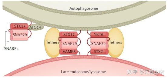 自噬研究指南|大自噬的关键——自噬溶酶体的形成（一） - 知乎
