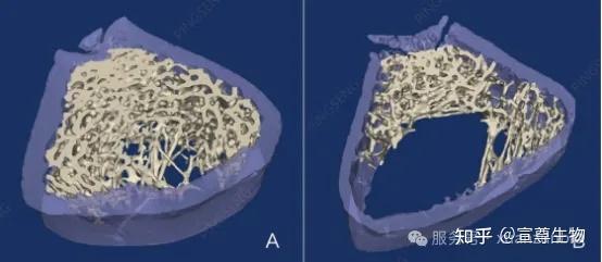 3D骨微结构一目了然：Micro-CT精准定量分析全方案 - 知乎