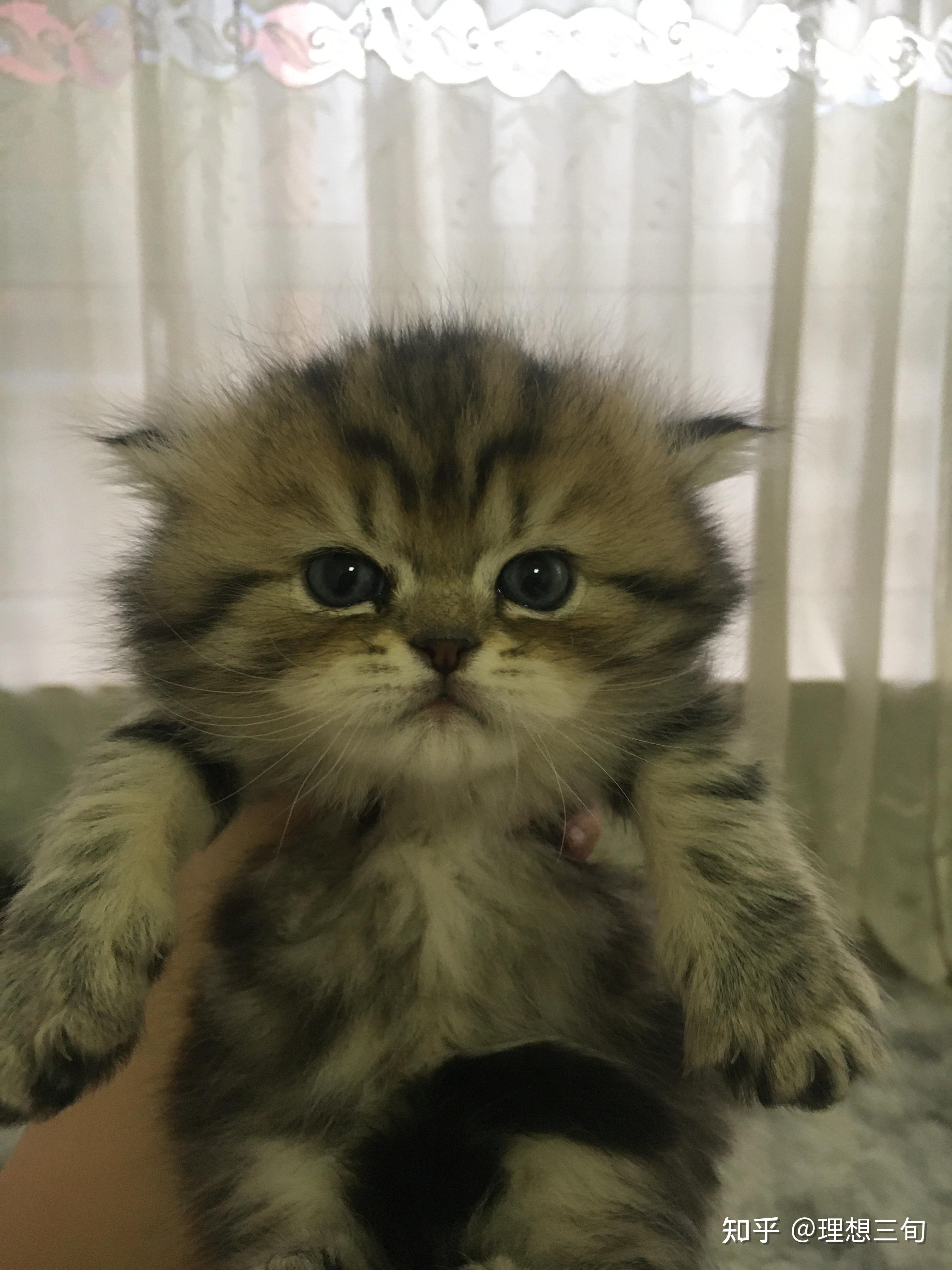 在哪能买到一只返祖长毛金虎斑美短