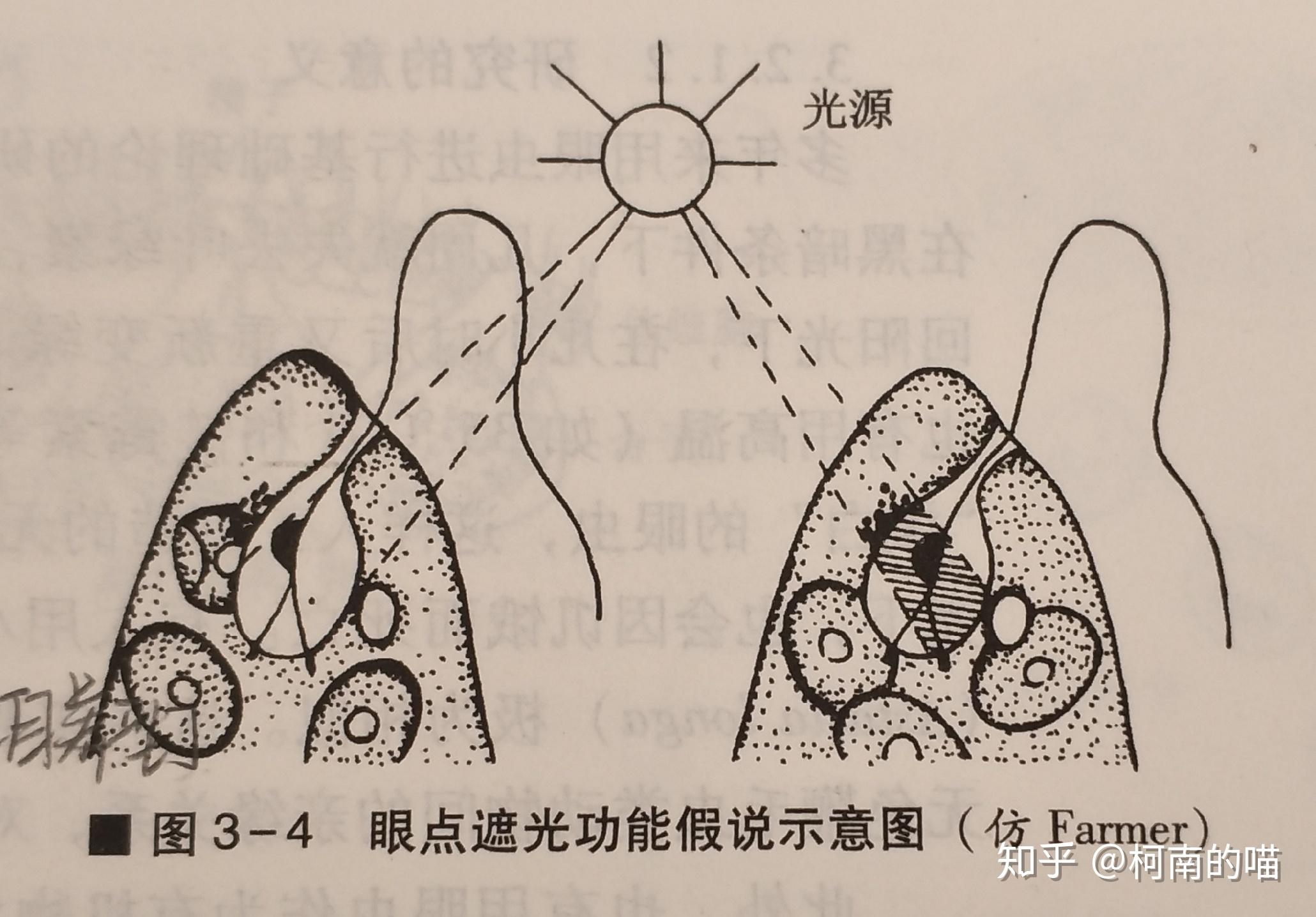 iii.眼點:紅色,能接受光線,稱光感受器,使眼蟲具有趨光性.