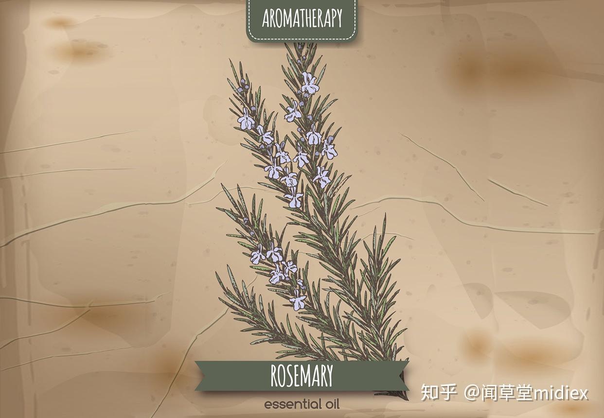迷迭香名字的由来