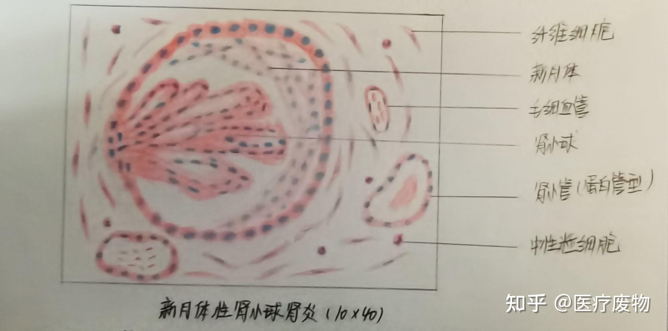 病理切片绘图 