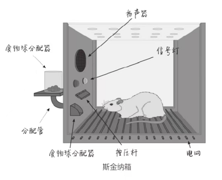 一个斯金纳箱通常有一个可按压的杠杆,有食物槽和信号灯,还有通电的