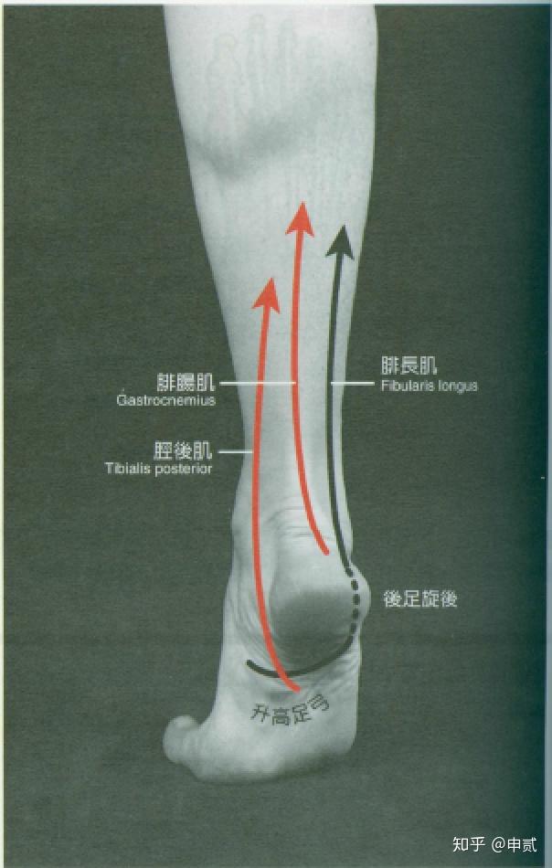 前足内翻,足旋前胫后肌起自:胫骨,腓骨和小腿骨间膜的后面,长腱经内踝