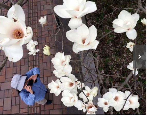 日语中的各种花的名字 知乎