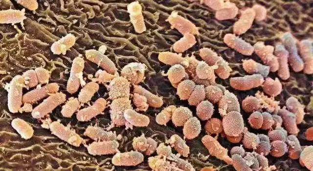 鼻涕里的细菌放大图片图片