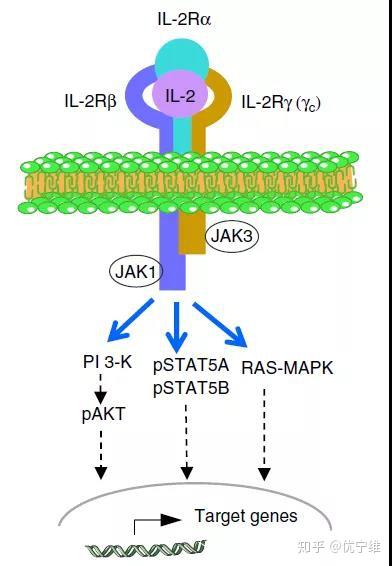 IL-2: Cytokine界的金刚小王子 - 知乎