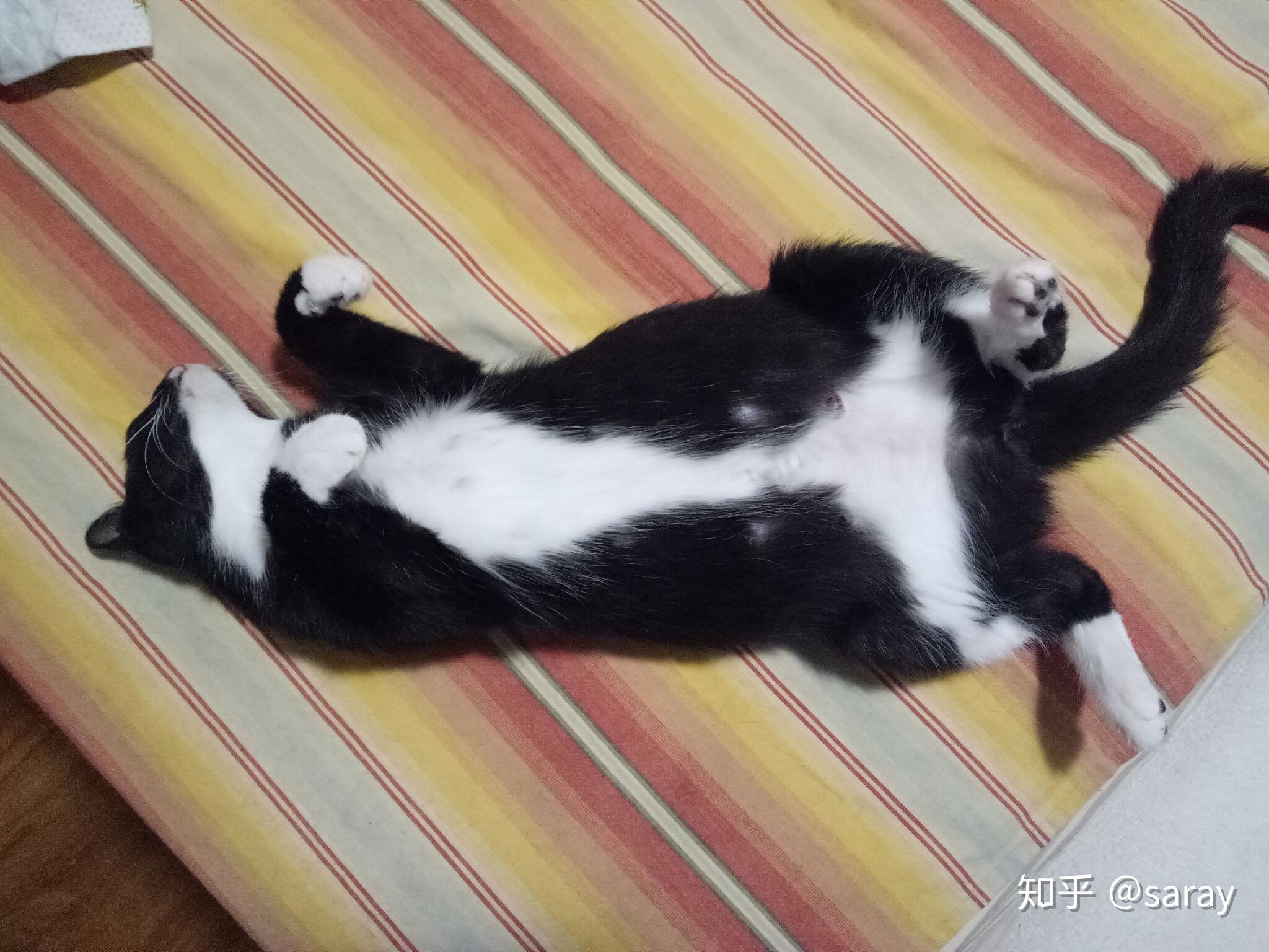猫咪怀孕乳头-图库-五毛网