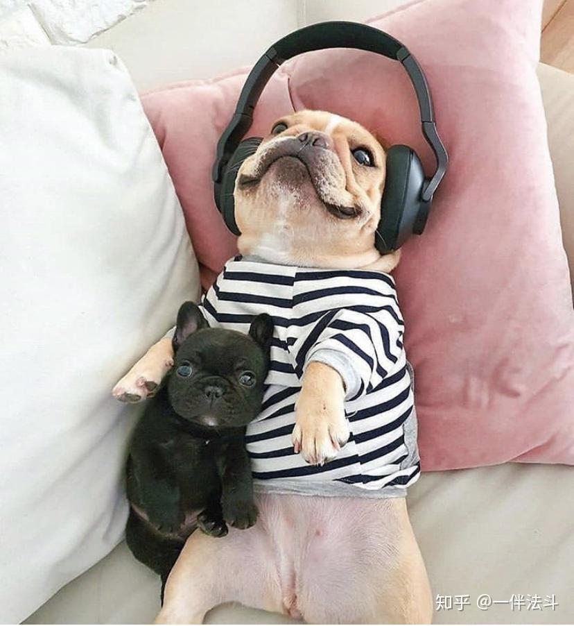 狗狗也会听音乐
