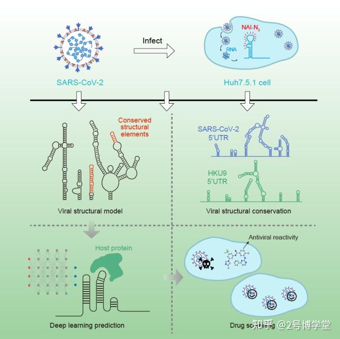 生物醫藥ai解析新冠病毒rnaai助力發現抗新冠肺炎有效藥物