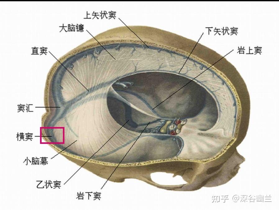 头部体表标志与投影