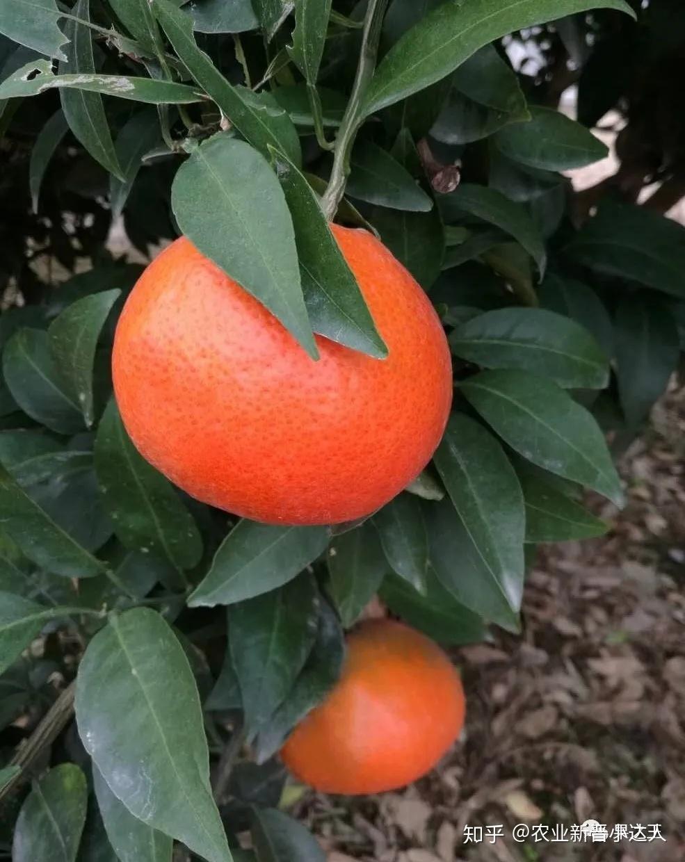 几个还未推广的新晋柑橘品种推荐②