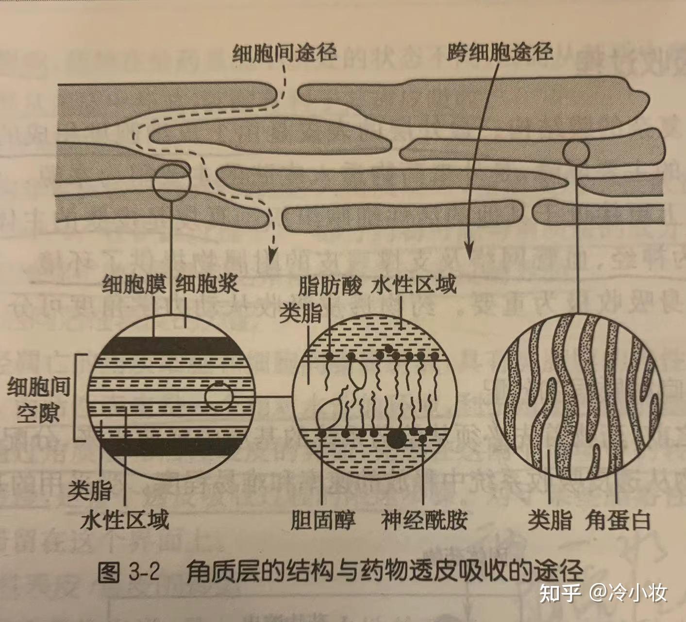 “吸收”快的护肤品,真的是被皮肤完全吸收了吗?? - 知乎