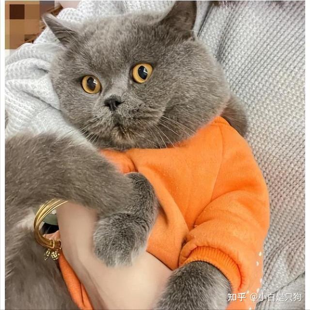 为何公猫遭 “嫌弃”?背后原因大起底! - 知乎