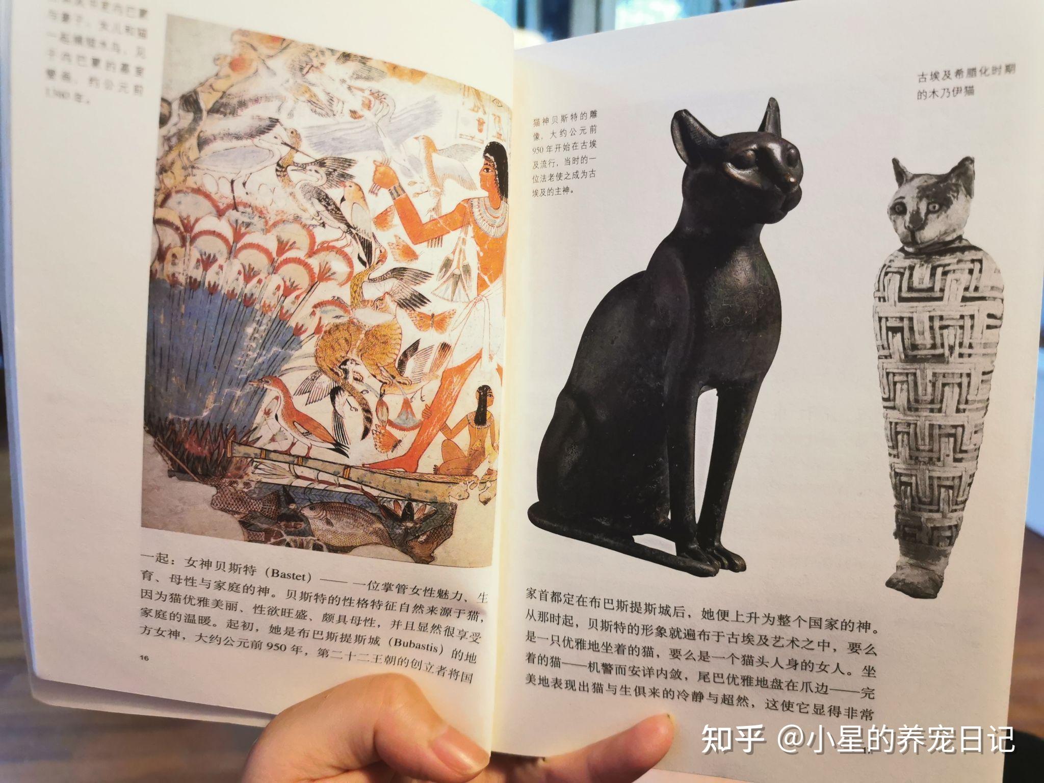 古埃及的猫和神的联系阿比西尼亚猫