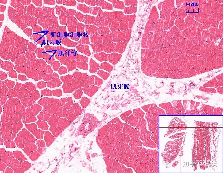 医学生组胚实验考试复习切片(库存更新完毕,后续根据需求更新) - 知乎
