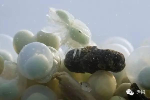 鲎有生存学问的鱼