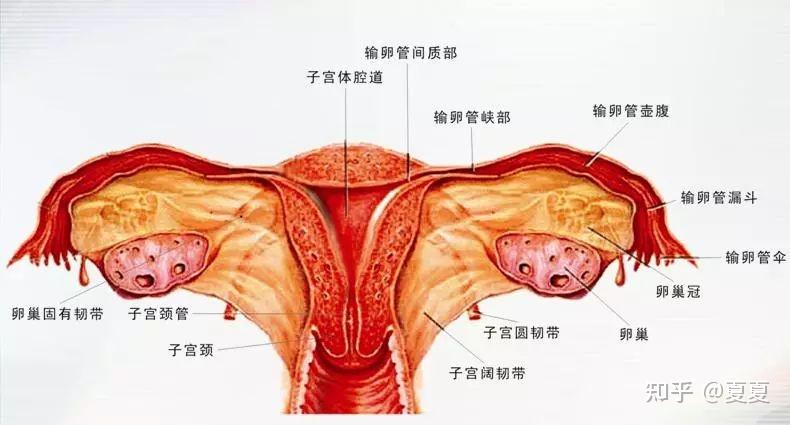 不可缺少的检查,通过超声检查可以了解卵巢储备情况和子宫内膜的情况