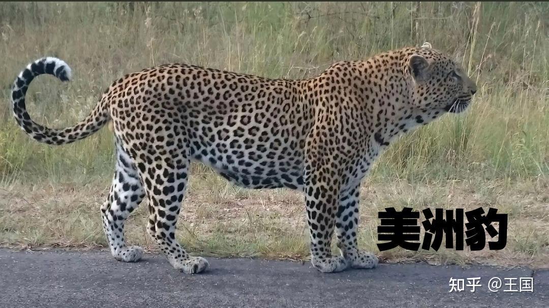 盘点世界上最具代表性的十大猛兽(非洲二哥斑鬣狗也只能垫底) - 知乎