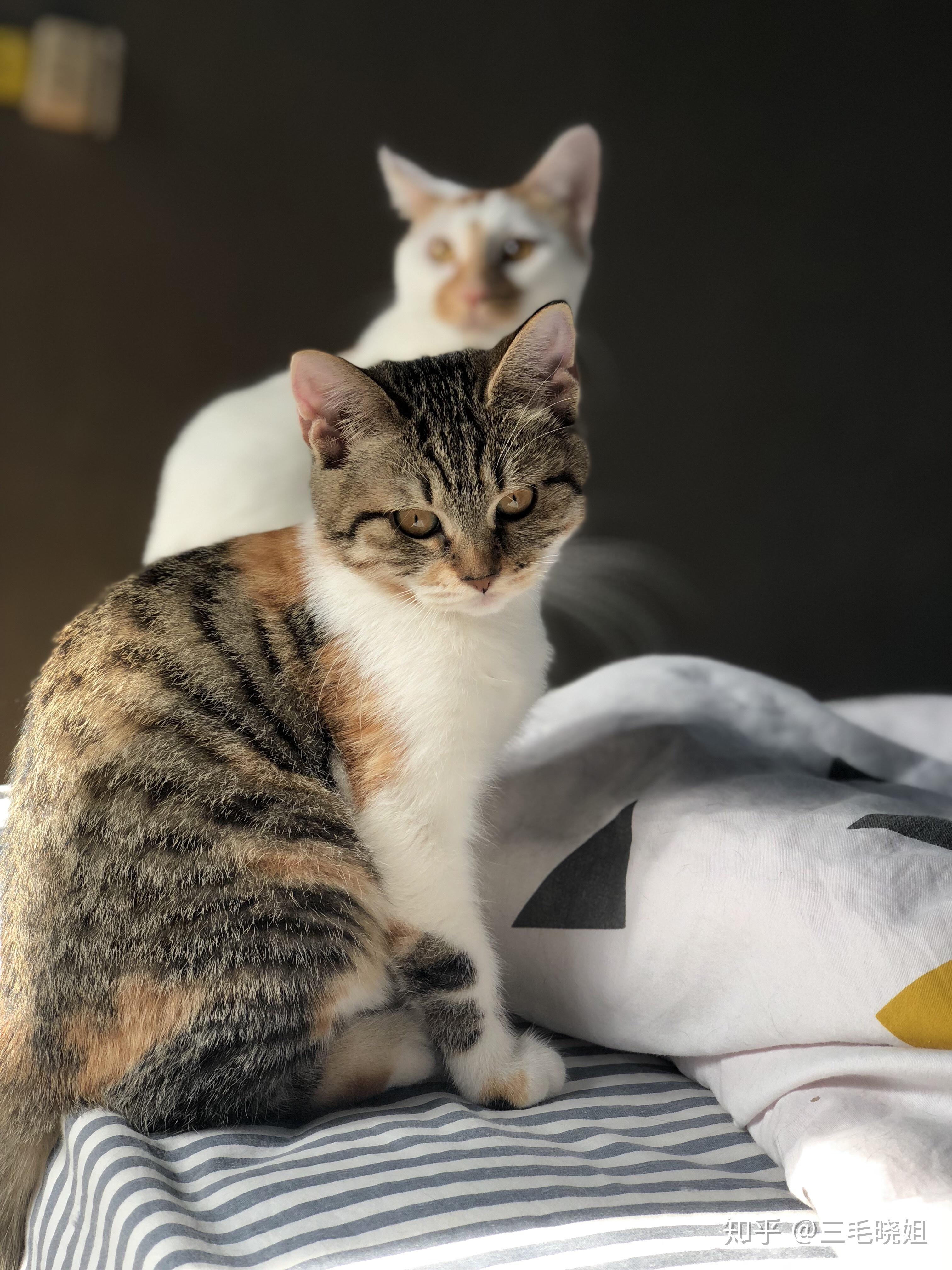 狸花猫可以漂亮到什么程度