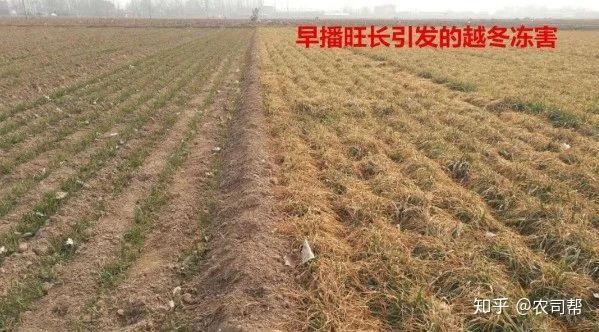 小麦的冻害与冷害是不一样的,你知道吗? - 知乎