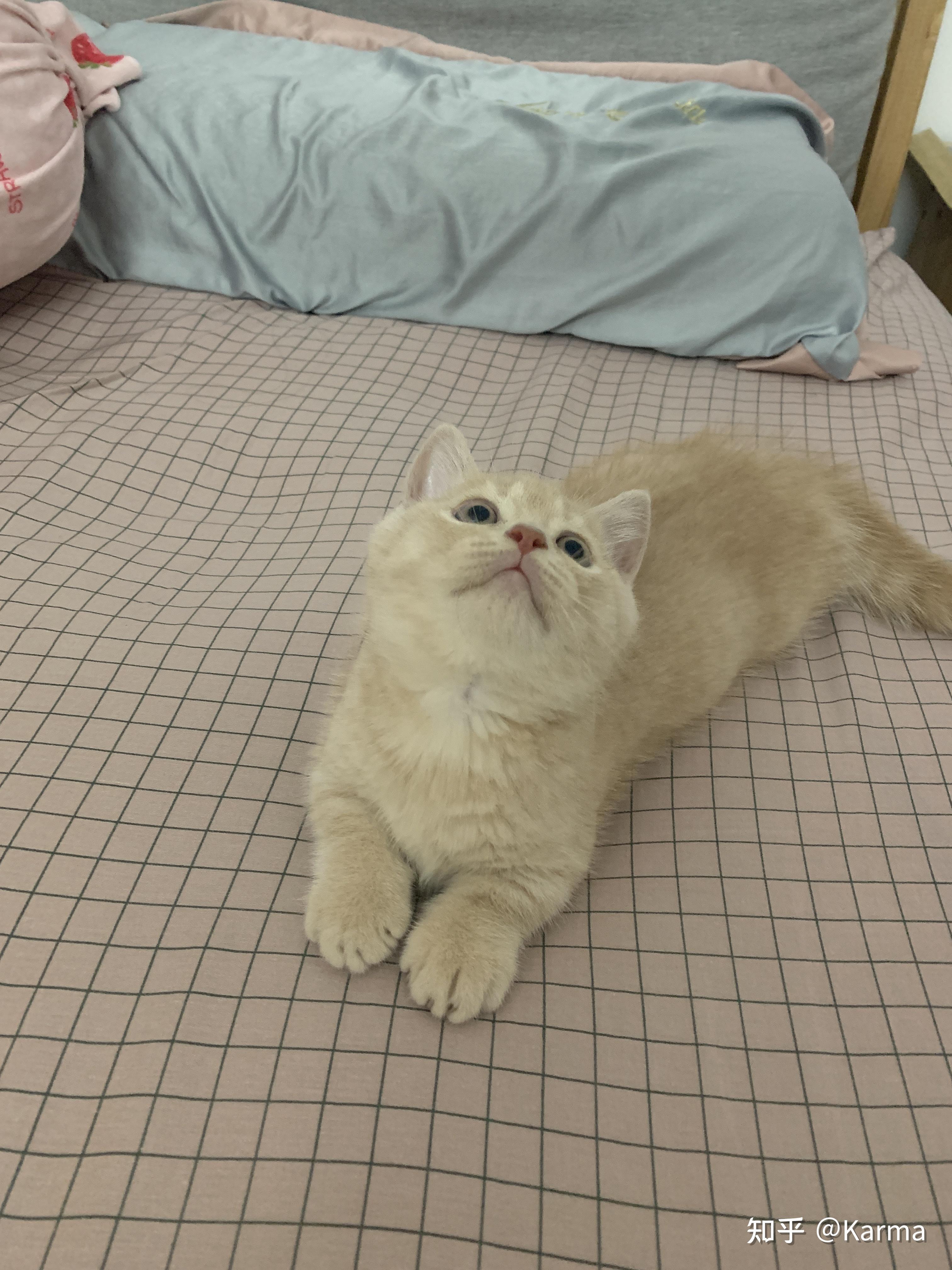 英短乳白矮脚猫出售