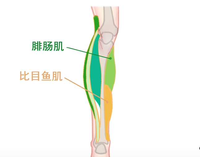 而排肠肌下面是比目鱼肌 就跟它的名字一样这块肌肉跟比目鱼一样平扁