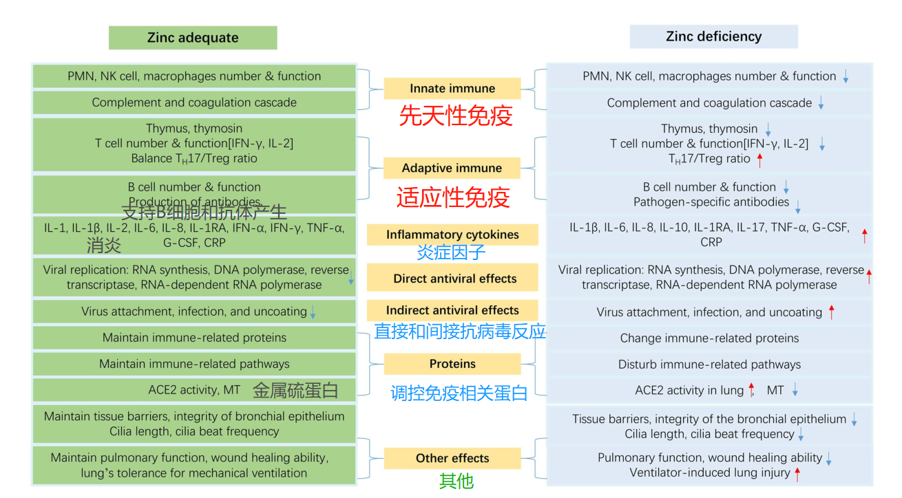 锌:平衡免疫,对抗感染的平价营养素 - 知乎