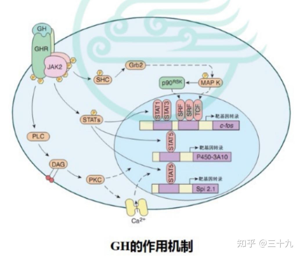 的神經結構聯繫,但存在獨特的血管網絡,即垂體門脈系統(hypophyseal