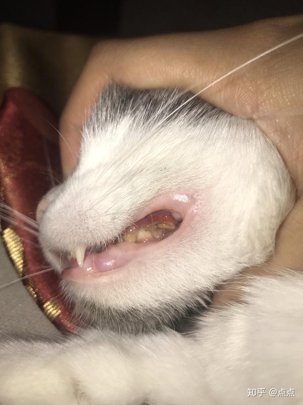 关于猫咪牙结石一点分享