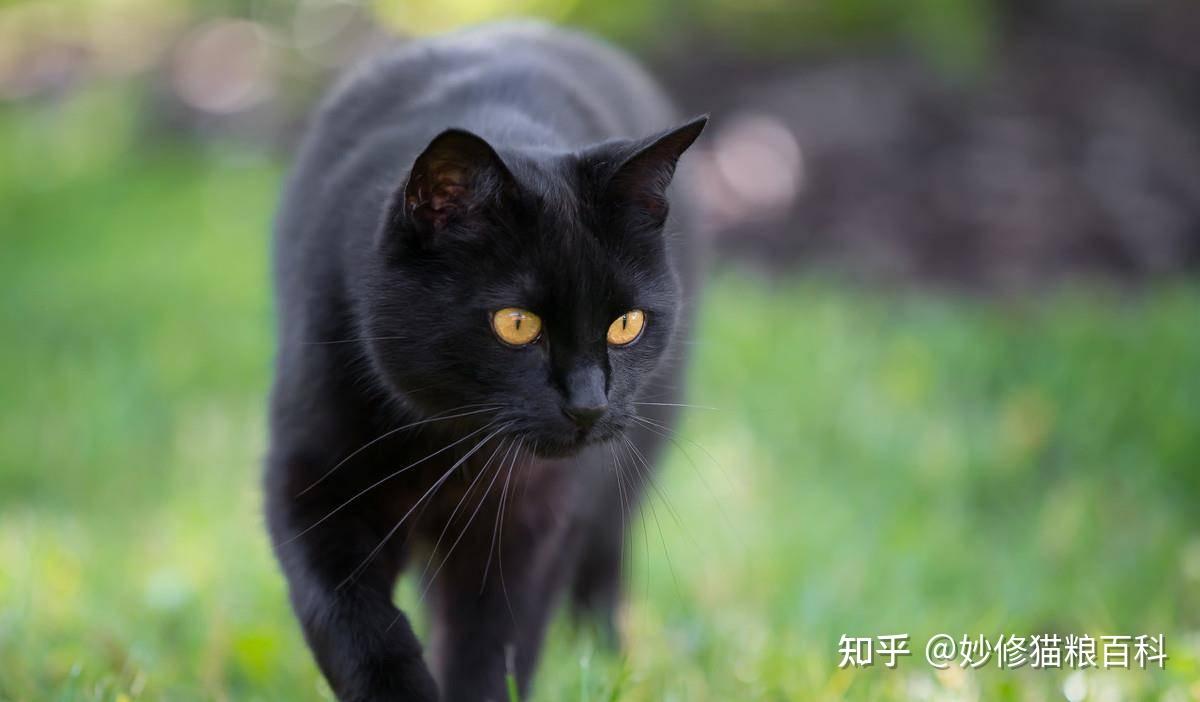 中国十大名猫排行榜图片
