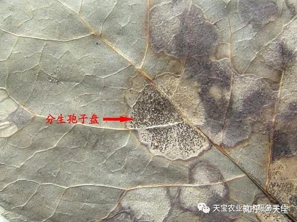 无花果常见病虫害防治技术！ - 知乎