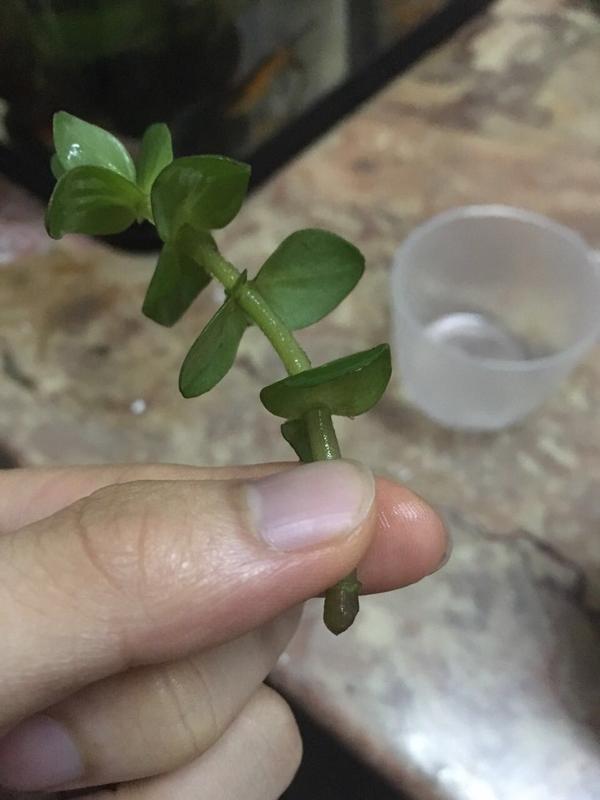 这种是什么水草 如何固定在鱼缸 黑金沙可以 知乎 这种是什么水草 如何固定在鱼缸 黑金沙可以 知乎