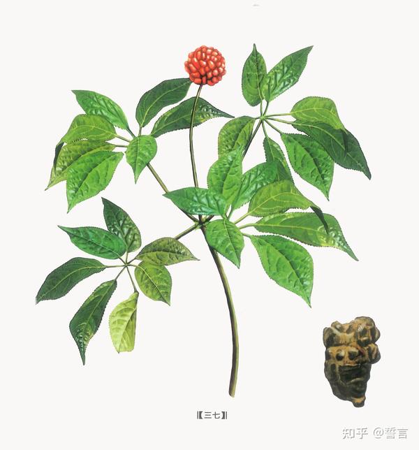 每天一味中药☞三七 - 知乎