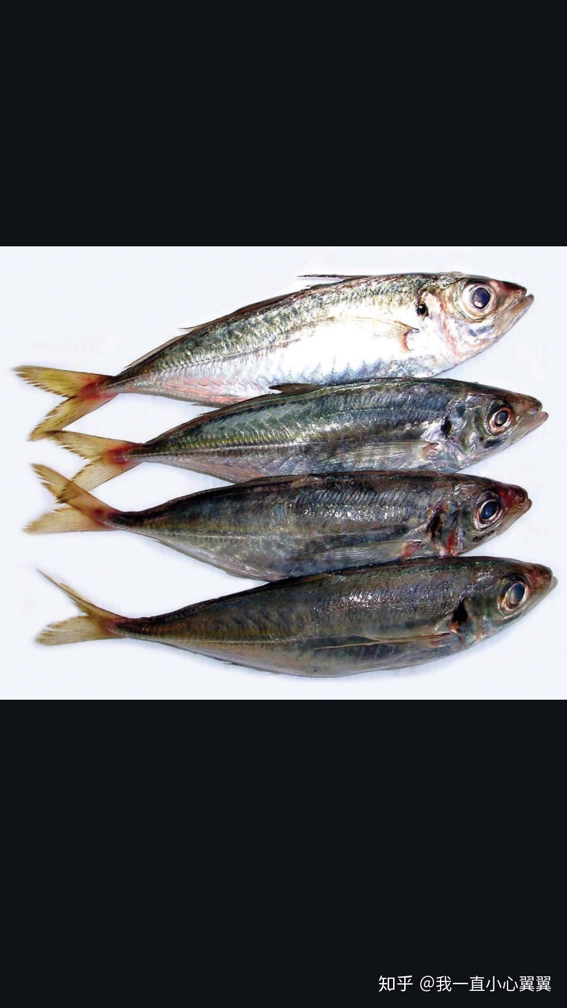 巴浪鱼的随遇而安